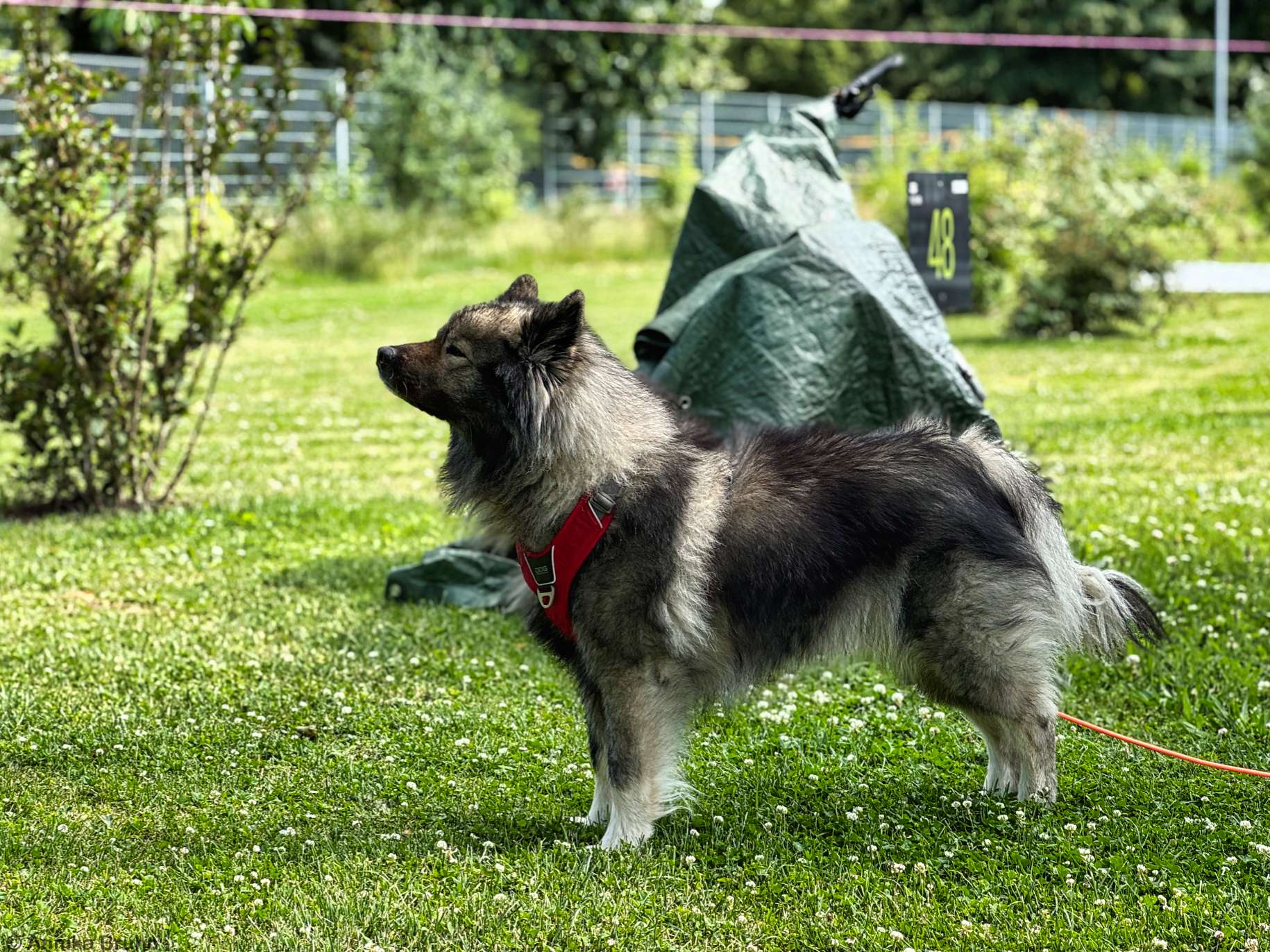 Q har wieder was in der Nase